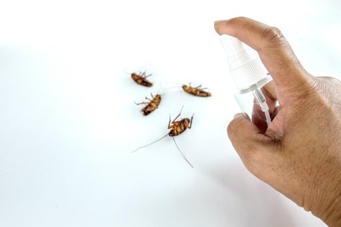 شركة مكافحة صراصير بالرياض 